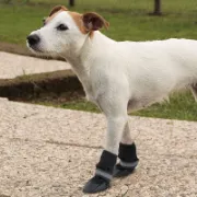 Снимка на Ferplast Protective shoes Small - Обувки за кучета, неопренови, размер: 7см ширина/6см дължина/8см височина 3