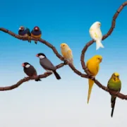 Снимка на Ferplast birds toy - Кацалка/клон от модулна система за канарчета, екзотични и други птици, Ø 1,2 см. 3