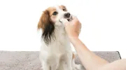 Снимка на Trixie Dental use finger pads - тампони за почистване на зъби за кучета и котки 50 броя 2
