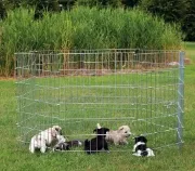 Снимка на Trixie Puppy Run - Ограда контролираща местоположението на малките кученца 61 х 91 см 8 елемента. 1