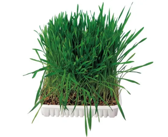 Снимка на Trixie Grass for Rodents - Трева за гризачи 100 гр