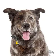 Снимка на My Family Dog Tag Moon- Ръчно изработен медальон , Луна- адресник за кучета 2.15 см. / 2.15 см. 2