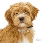 Снимка на My Family Dog Tag Padlock- Ръчно изработен медальон , катинар- адресник за кучета 2.70 см. / 2.00 см. 2