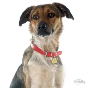 Снимка на My Family Dog Tag Crown- Ръчно изработен медальон , корона- адресник за кучета 3.00 см. / 2.00 см. 2