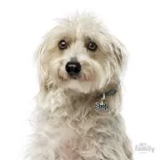 Снимка на My Family Dog Tag Black Tie- Ръчно изработен медальон , папийонка - адресник за кучета 1.90 см. / 3.00 см. 2