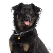 Снимка на My Family Dog Tag - Ръчно изработен медальон ,emoticon Cool - адресник за кучета 2.85 см. / 2.15 см. 2