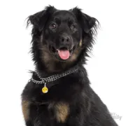 Снимка на My Family Dog Tag Angry- Ръчно изработен медальон , ядосан емотикон- адресник за кучета 2.85 см. / 2.15 см. 2