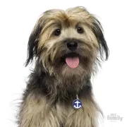 Снимка на My Family Dog Tag Anchor - Ръчно изработен медальон , котва- адресник за кучета 3.93 см. /3.17 см. син 2