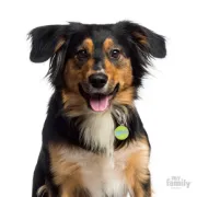 Снимка на My Family Dog Tag Big Circle Happy - Ръчно изработен медальон , с надпис Happy- адресник за кучета 3.93 см. /3.17 см. зелен 2