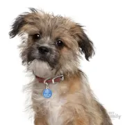 Снимка на My Family Dog Tag - Ръчно изработен медальон , с надпис KEEP CALM AND GIVE ME FOOD, адресник за кучета 3.93 см. /3.17 см. син 2