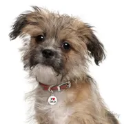 Снимка на My Family Dog Tag - Ръчно изработен медальон , с надпис I Love Dad - адресник за кучета 3.93 см. /3.17 см. 2