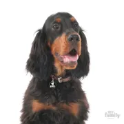 Снимка на My Family Dog Tag - Ръчно изработен медальон , с надпис Rock - адресник за кучета 3.93 см. /3.17 см. 2