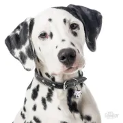 Снимка на My Family Dog Tag - Ръчно изработен адресник , Dalmatian Dog за кучета 2.5 см/ 2.8 см. 1