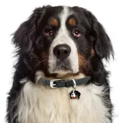 Снимка на My Family Dog Tag - Ръчно изработен адресник , Bernerl Dog за кучета 3.2 см/ 3.7 см. 2