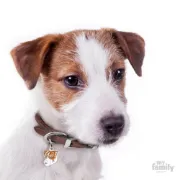 Снимка на My Family Dog Tag - Ръчно изработен адресник , Jack Russell Dog за кучета 2.2 см/ 2.3 см. 2