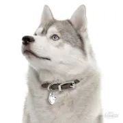 Снимка на My Family Dog Tag - Ръчно изработен адресник , Siberian Husky Dog за кучета 2.2 см/ 3.7 см. 2