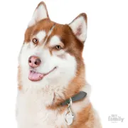 Снимка на My Family Dog Tag - Ръчно изработен адресник , Siberian Husky Dog за кучета 2.2 см/ 3.7 см. кафяво-бяло 2