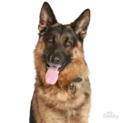Снимка на My Family Dog Tag - Ръчно изработен адресник , German Shepherd Dog за кучета 4.2 см/ 2.5 см. 2