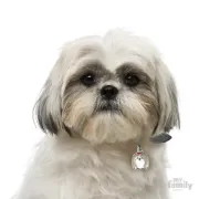 Снимка на My Family Dog Tag - Ръчно изработен адресник , Shin Tzu Dog за кучета 2.8 см/ 2.3 см. сив 2