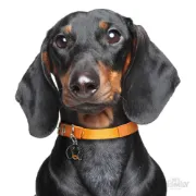Снимка на My Family Dog Tag - Ръчно изработен адресник , Dachshund Dog за кучета 2.5 см/ 2.3 см. 2
