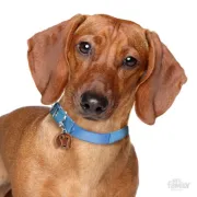 Снимка на My Family Dog Tag - Ръчно изработен адресник , Dachshund Dog за кучета 2.5 см/ 2.3 см. кафяв 2