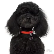 Снимка на My Family Dog Tag - Ръчно изработен адресник , Poodle Dog за кучета 2.5 см/ 2.3 см. черен 2