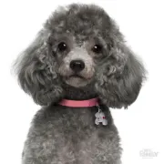 Снимка на My Family Dog Tag - Ръчно изработен адресник , Poodle Dog за кучета 2.5 см/ 2.3 см. сив 2