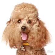 Снимка на My Family Dog Tag - Ръчно изработен адресник , Poodle Dog за кучета 2.5 см/ 2.3 см. оранжев 2