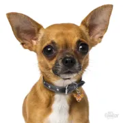 Снимка на My Family Dog Tag - Ръчно изработен адресник , Chihuahua Dog за кучета 2.5 см/ 2.2 см. кафяв 2