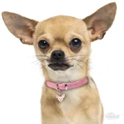 Снимка на My Family Dog Tag - Ръчно изработен адресник , Chihuahua Dog за кучета 2.5 см/ 2.2 см. кремаво 2