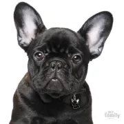 Снимка на My Family Dog Tag - Ръчно изработен адресник , Black French BullDog за кучета 2.7 см/ 2.3 см. черен 2