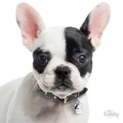 Снимка на My Family Dog Tag - Ръчно изработен адресник , White French BullDog за кучета 2.7 см/ 2.3 см. бял 2