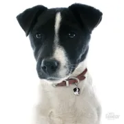 Снимка на My Family Dog Tag - Ръчно изработен адресник , Jack Russell Dog за кучета 2.2 см/ 2.1 см. черен 2