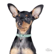 Снимка на My Family Dog Tag - Ръчно изработен адресник , Pinscher Dog за кучета 2.5 см/ 2.4 см. 2