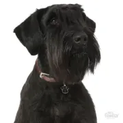Снимка на My Family Dog Tag - Ръчно изработен адресник , Black Schnauzer Dog за кучета 3.0 см/ 2.7 см. черен 2