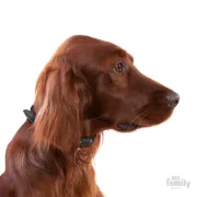 Снимка на My Family Dog Tag - Ръчно изработен адресник , Irish Setter Dog за кучета 3.0 см/ 3.5 см. 2