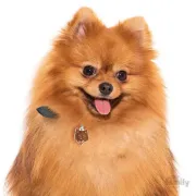Снимка на My Family Dog Tag - Ръчно изработен адресник , Italian Spitz Dog за кучета 2.2 см/ 2.5 см. кафяв 2