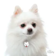 Снимка на My Family Dog Tag - Ръчно изработен адресник , Italian Spitz Dog за кучета 2.2 см/ 2.5 см. бял 2