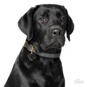 Снимка на My Family Dog Tag - Ръчно изработен адресник , Labrador Dog за кучета 3.3 см/ 2.6 см. черен 2