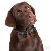 Снимка на My Family Dog Tag - Ръчно изработен адресник , Labrador Dog за кучета 3.3 см/ 2.6 см. кафяв 2