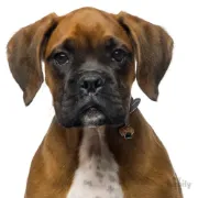 Снимка на My Family Dog Tag - Ръчно изработен адресник , White Brown Boxer Dog за кучета 2.9 см/ 2.6 см. бяло кафяв 2