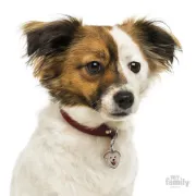 Снимка на My Family Dog Tag - Ръчно изработен адресник , Mixed Dog за кучета 2.5 см/ 2.5 см. 2