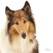 Снимка на My Family Dog Tag - Ръчно изработен адресник , Collie Dog за кучета 3.8 см/ 2.6 см. 2