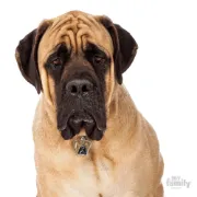 Снимка на My Family Dog Tag - Ръчно изработен адресник ,Brown Corso Dog за кучета 3.1 см/ 3.6 см. 2
