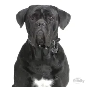 Снимка на My Family Dog Tag - Ръчно изработен адресник , Corso Dog за кучета 3.1 см/ 3.7 см. 2