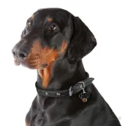 Снимка на My Family Dog Tag - Ръчно изработен адресник , Doberman Dog за кучета 3.0 см/ 2.5 см. 2