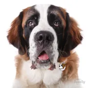 Снимка на My Family Dog Tag - Ръчно изработен адресник ,Saint Bernard Dog за кучета 3.1 см/ 3.4 см. 2