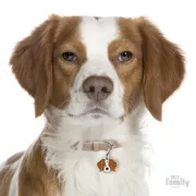 Снимка на My Family Dog Tag - Ръчно изработен адресник ,Britanny Dog за кучета 3.6 см/ 2.4 см. 2