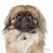 Снимка на My Family Dog Tag - Ръчно изработен адресник ,Pekinese Dog за кучета 3.0 см/ 2.0 см. 2