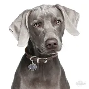 Снимка на My Family Dog Tag - Ръчно изработен адресник ,Weimaraner Dog за кучета 3.2 см/ 2.5 см. 2